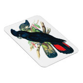 レッドテール、ブラック（バンシアン）コカトオ。 マグネット (右側)