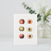 レッドテー植物葉書 ポストカード (スタンド正面)