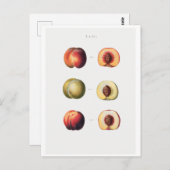 レッドテー植物葉書 ポストカード (正面/裏面)