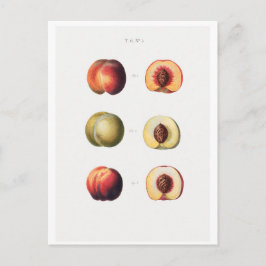 レッドテー植物葉書 ポストカード