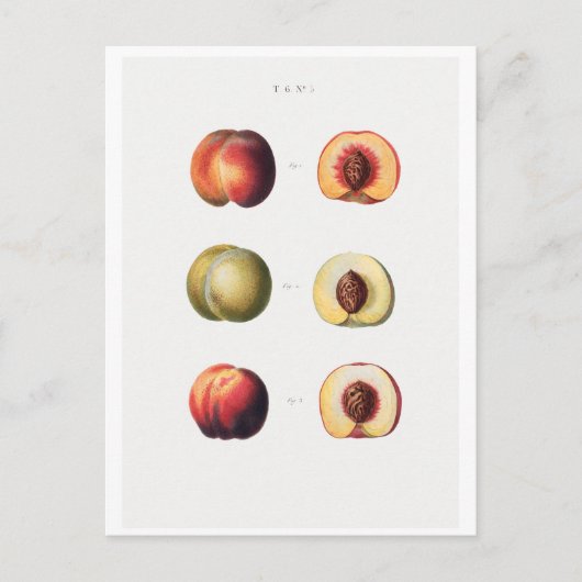 レッドテー植物葉書 ポストカード (正面)