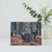 レッドディアスタッグポートレートイン秋秋冬 ポストカード (スタンド正面)