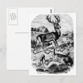 レッドディアーヴィンテージウッド版木、銅版、版画 ポストカード (正面/裏面)