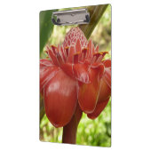 レッドトーチジンジャートロピカルフラワー写真 クリップボード (左)