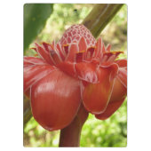 レッドトーチジンジャートロピカルフラワー写真 クリップボード (裏面)