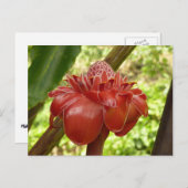 レッドトーチジンジャートロピカルフラワー写真 ポストカード (正面/裏面)