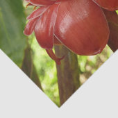 レッドトーチジンジャートロピカルフラワー写真 薄葉紙 (詳細)