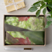 レッドトーチジンジャートロピカルフラワー写真 薄葉紙 (ギフト)