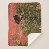 レッドドワーフに立つブルムース樺の木 シェルパブランケット (正面)