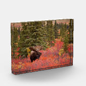 レッドドワーフに立つブルムース樺の木 フォトブロック (左)