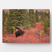 レッドドワーフに立つブルムース樺の木 フォトプラーク (正面)