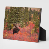 レッドドワーフに立つブルムース樺の木 フォトプラーク (側面)