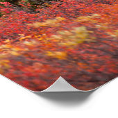 レッドドワーフに立つブルムース樺の木 ポスター (角)