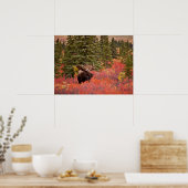 レッドドワーフに立つブルムース樺の木 ポスター (キッチン)