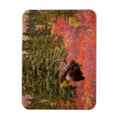 レッドドワーフに立つブルムース樺の木 マグネット (縦)