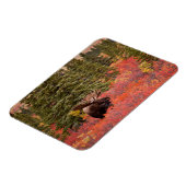 レッドドワーフに立つブルムース樺の木 マグネット (左側)