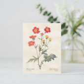 レッドドワーフアヴェンスヴィンテージイラストレーション ポストカード (スタンド正面)