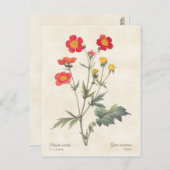 レッドドワーフアヴェンスヴィンテージイラストレーション ポストカード (正面/裏面)