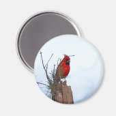 レッドノーザン（鳥）ショウジョウコウカンチョウが木製の柱に座っている マグネット (正面/裏面)