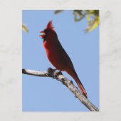レッドノーザン（鳥）ショウジョウコウカンチョウバード ポストカード (正面)