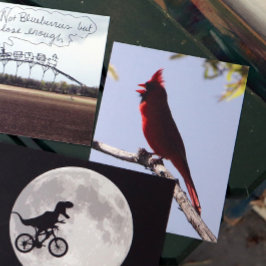 レッドノーザン（鳥）ショウジョウコウカンチョウバード ポストカード