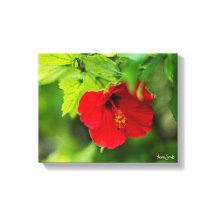 レッドハイビスカスハワイトロピカルフラワー