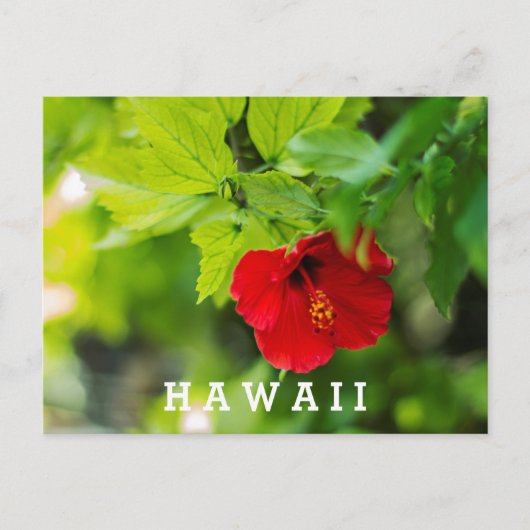 レッドハイビスカスハワイトロピカルフラワー ポストカード (正面)