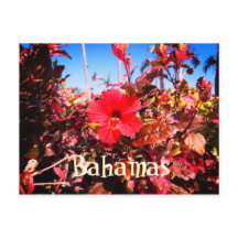 レッドハイビスカスバハマ