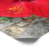 レッドハイビスカスフラワーパークグエルバルセロナ ポスター (角)