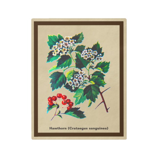 レッドハウホーソーンオンオールド紙 メタルプリント (正面)