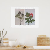 レッドバネベリー（花と果実） - Actaea rubra ポスター (キッチン)