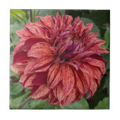 レッドバリゲットダリア開花フローラ タイル (正面)