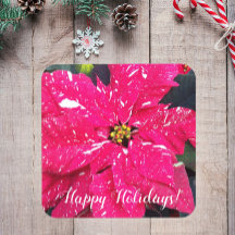 レッドバリゲテッドポインセチアフローラホリデイ