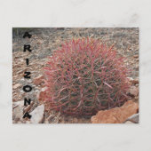 レッドバレルサボテン砂漠の植物アリゾナの挨拶 ポストカード (正面)