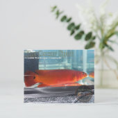 レッドパイクチクリッド ポストカード (スタンド正面)