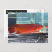 レッドパイクチクリッド ポストカード (正面/裏面)