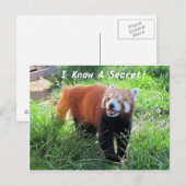 レッドパンダシークレット ポストカード (正面/裏面)
