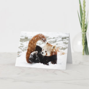 レッドパンダスノー シーズンカード