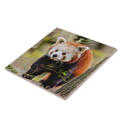 レッドパンダベア タイル (側面)