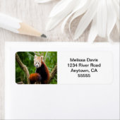 レッドパンダ住所 シール (インサイチュ)