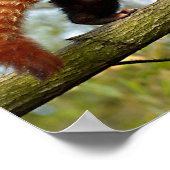 レッドパンダ歩くオンブランチ ポスター (角)