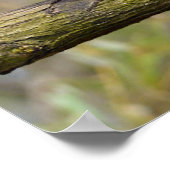 レッドパンダ歩くオンブランチ ポスター (角)