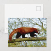 レッドパンダ歩くオンブランチ ポストカード (正面/裏面)