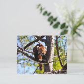 レッドパンダ登山ダウンツリー ポストカード (スタンド正面)