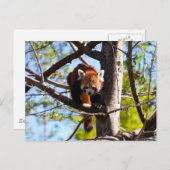 レッドパンダ登山ダウンツリー ポストカード (正面/裏面)