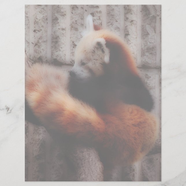 レッドパンダ (正面)