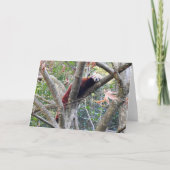 レッドパンダ カード (正面)