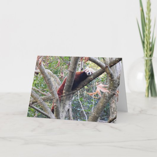 レッドパンダ カード (正面)