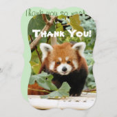レッドパンダ サンキューカード (正面/裏面)