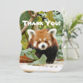 レッドパンダ サンキューカード (スタンド正面)